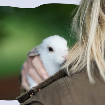 The UK Government has only announced a partial ban on animal testing for cosmetics after recent court case